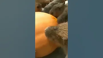 Капибары едят тыкву
