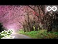 Relaxing Piano Music • Romantic Beautiful Music, Relaxation Music, Sleep Music #92