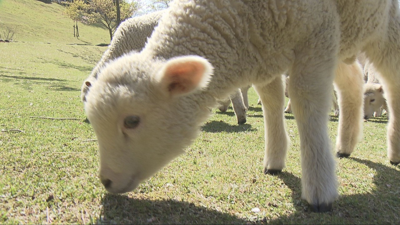 Fifty adorable lambs join the grazing at Rokko Mountain Ranch