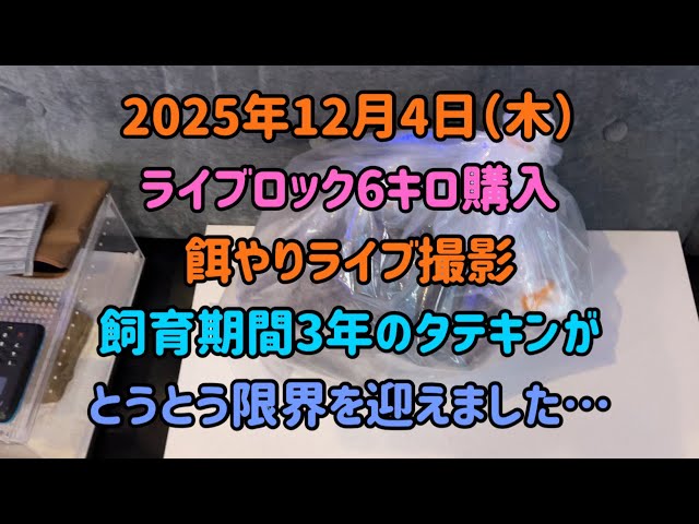 Thursday, December 4, 2025: Live feeding, 6 kg of live rock