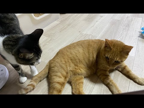 Shibanyans' surprise live stream ⚡️ - YouTube