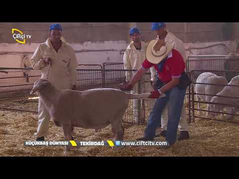 Video: Dalğıc Avadanlığı Necə Seçilir