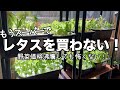 もうスーパーでレタスを買わない！今までで1番やってよかったお家の中でレタスを大量収穫する方法【ゆっくり解説縦動画】　#レタスの水耕栽培#レタス#水耕栽培#家庭菜園#野菜#価格沸騰#収穫#室内栽培