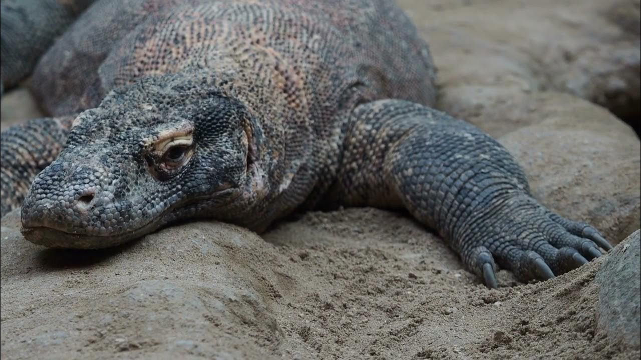 Exposed: Surprising Facts About Komodo Dragons Revealed. No Music - YouTube