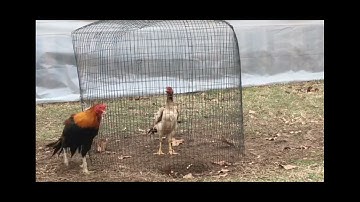 qaib master explains when to breed #qaib #qaib LA #pama #ganoi #Saigon #brazil #aseel