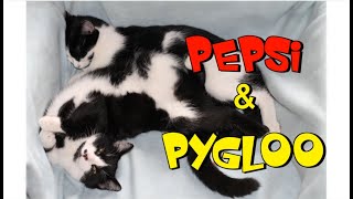 Pepsi et Pygloo - chatons jouent