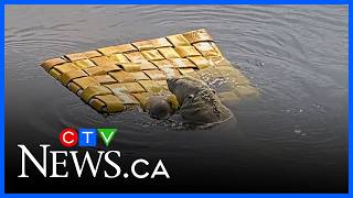 Cochrane polar bears tear apart fire-hose raft project