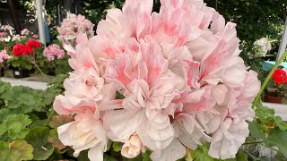 видео: Пеларгонии, укоренение +45 картинка: Пеларгонии, укоренение +45