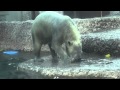 Porolo the polar bear gets Hokkaido&#39;s fish at rhe feeding time, at Tokushima Zoo, Japan