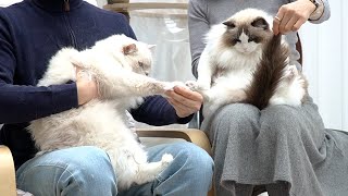 [Episode 3] Can I Distinguish Similarlooking Cats Just by Touching? with Oppa