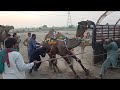 2021 🐫 camel ki loading inteha ho gai bapariyon ki shahpur kangra Lahore mandi
