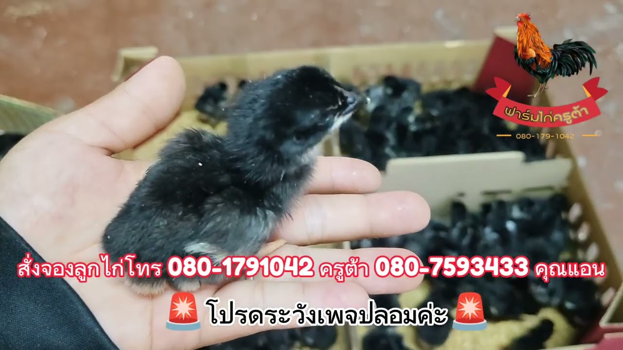 ลูกไก่ประดู่หางดำ น้องๆรุ่นแรกเกิด และพาชมวิธีการจัดส่งจ้า
