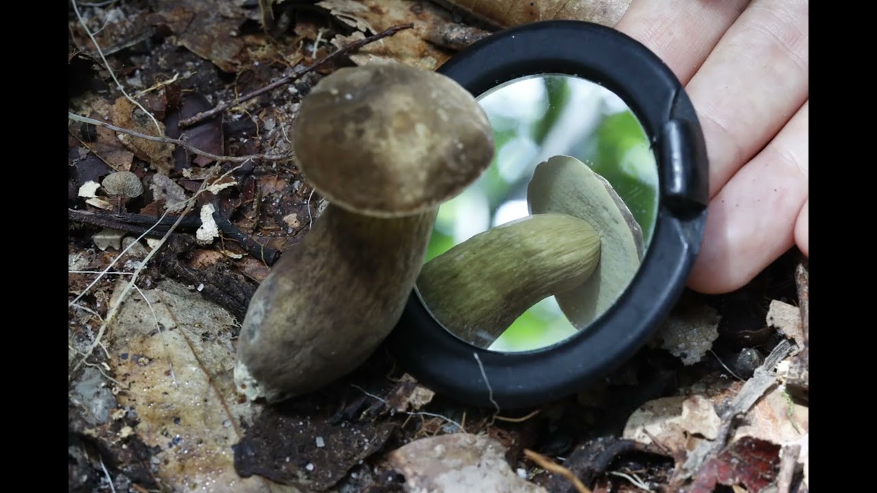 The fungi looks at itself – Maya Minder, 2024-2026