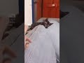 This cat's pounce speed is insane #cat #shorts #kitten #youtube #trending #reels #tiktok
