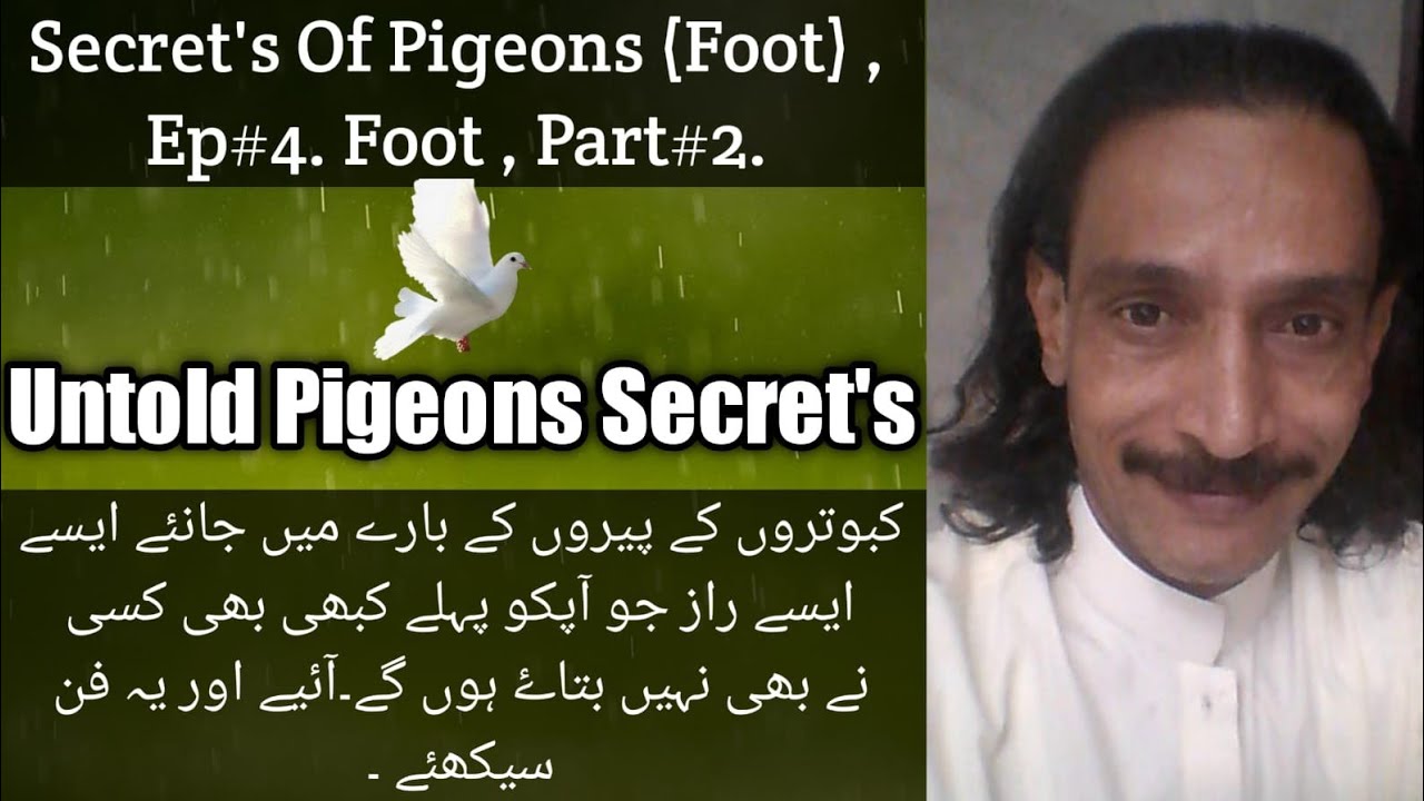 Episode.no.4. secrts of pigeons ( Foots ) . Part . 2 . @untoldpigeonssecrets  ,