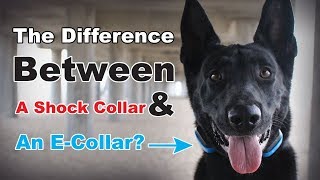 What is the Difference between a Shock Collar & ECollar? The Truth About E Collar Dog Training (#9)