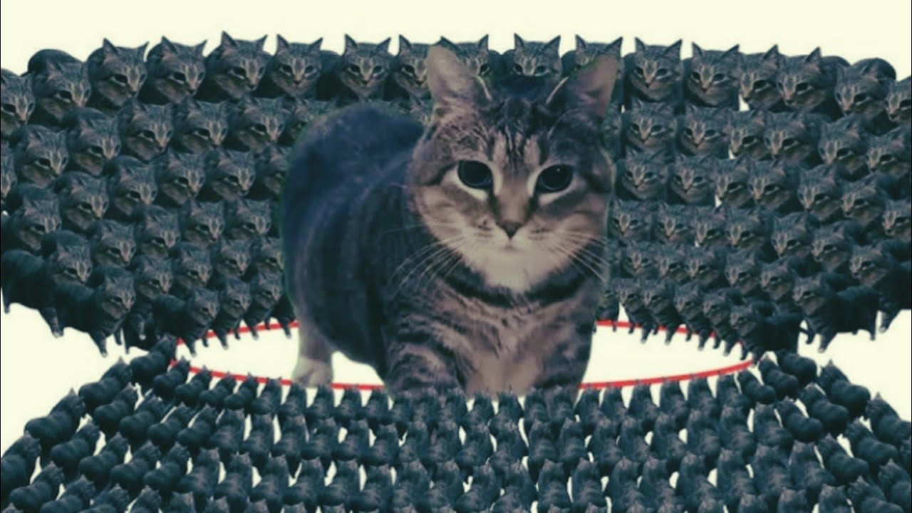 OIIA Cat’s Global Drama Spin! 🌎😹 Watch the Funniest International Meme!