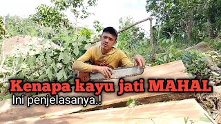 Kayu jati kualitas super @Pawala_tv 