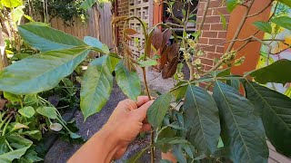 First Ice Cream Bean Tree Ships Get Yours Before Summer