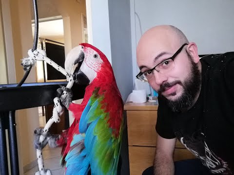 Βίντεο: Ο παπαγάλος της Λόρι