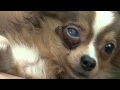 Puppy Mills Stink Video Contest