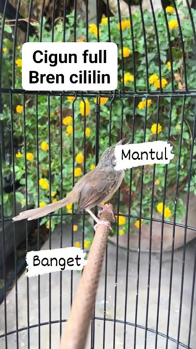 CIGUN BREN CILILIN#cigun #cigunngacor #ciblek #ciblekgunung #ciblekmaniaindonesia #ciblekbrenpanjang
