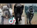 Cane Corsos are Badass and Cute - Tiktok Compilation! | 4