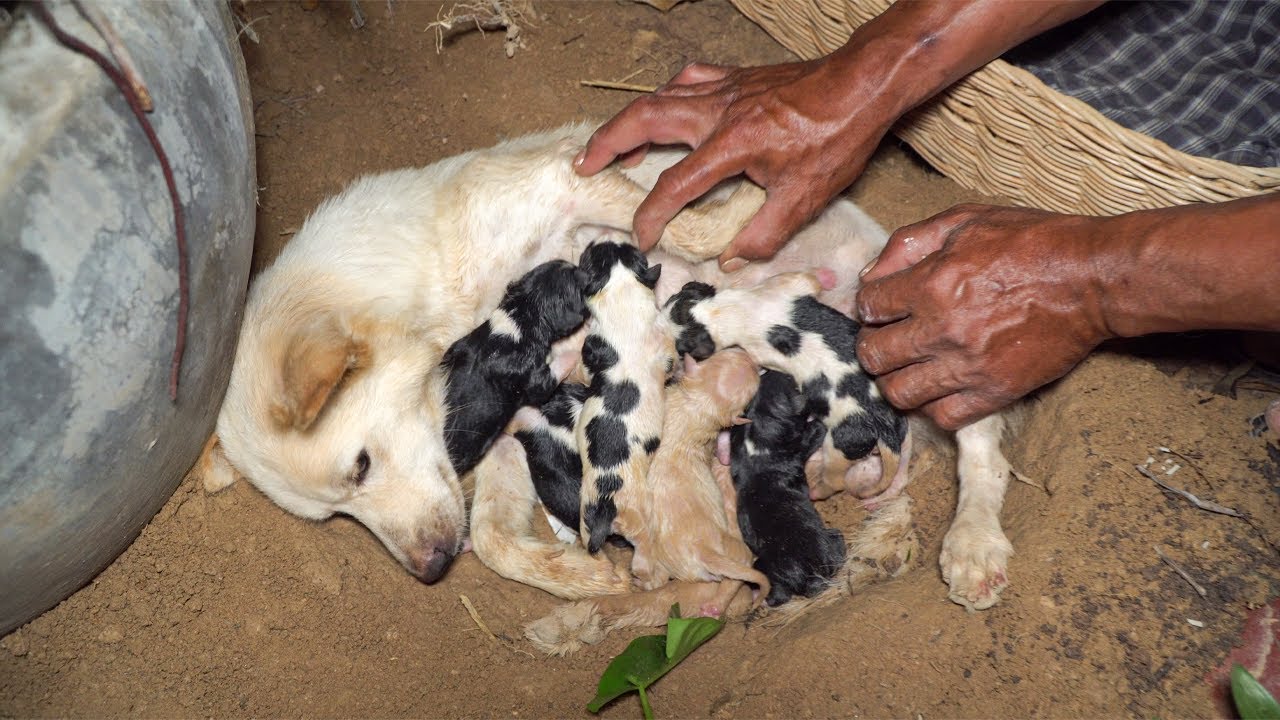 Can't Stop Crying Mother Dog Giving Birth With 6 Puppies Finally Got ...
