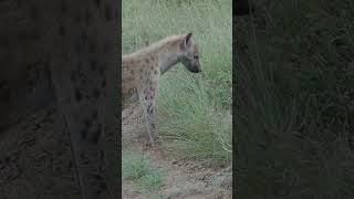 Spotted Hyena on the prawl in  #krugernationalpark  #southafricansafari