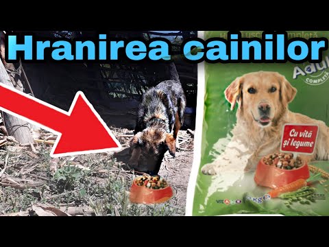 Video: Hrănirea Câinilor Cu Sindrom De Vărsături Bilioase