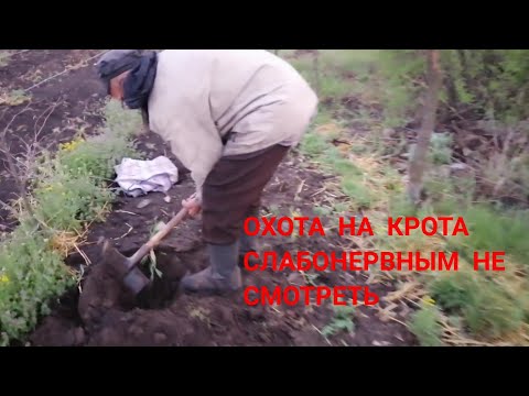 Как в поймать крота и пр... Ть его, или спортивная охота на крота.