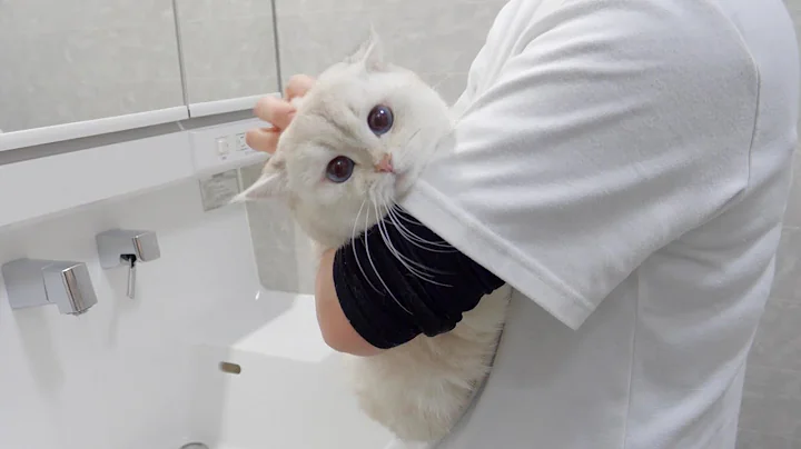 Video 11882231: cat shower, bath