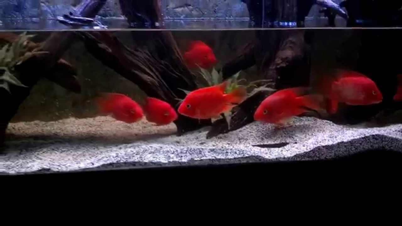 Water Change on Red Mammon Tank