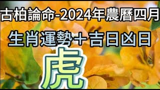 【古柏論命每月運勢+吉日凶日】2024年農曆四月(陽曆2024年5/8 ~ 6/5)生肖運勢分享   虎