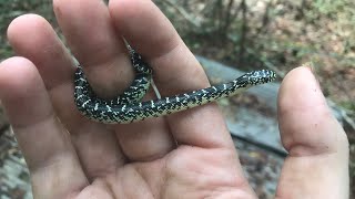 Baby Speckled King Snake!