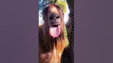 POV: WHAT IS YOUR SCENARIO Funny Goat Videos 2022  Hahaha #shorts