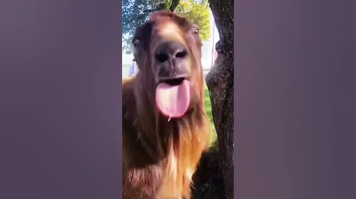 POV: WHAT IS YOUR SCENARIO Funny Goat Videos 2022  Hahaha #shorts