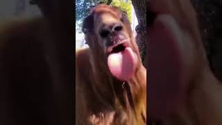 Funny Goat Videos 2022  Hahaha #shorts