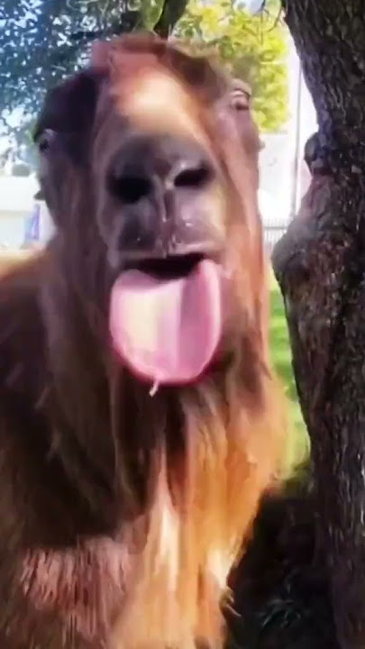 POV: WHAT IS YOUR SCENARIO Funny Goat Videos 2022  Hahaha #shorts
