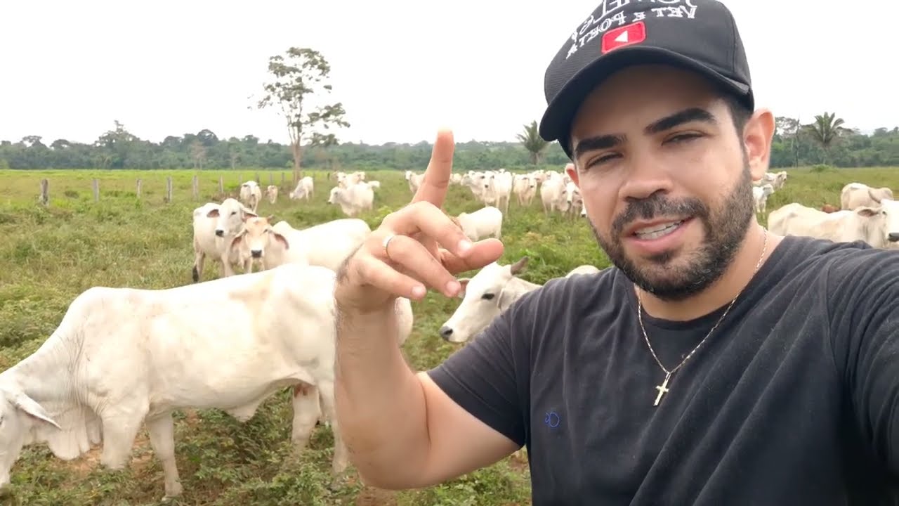 Como Identificar O Comportamento Natural Dos Bovinos? Bem-estar Animal