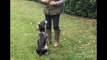 Early Days Retrieving - Puppy learns how to 