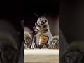 Shave the Bees