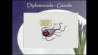 BIO460 Week 4 part 1