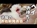 おめめが開き始めた可愛すぎる子猫ちゃんたちの、お名前発表会を開催致します‼️✨️【保護猫活動】