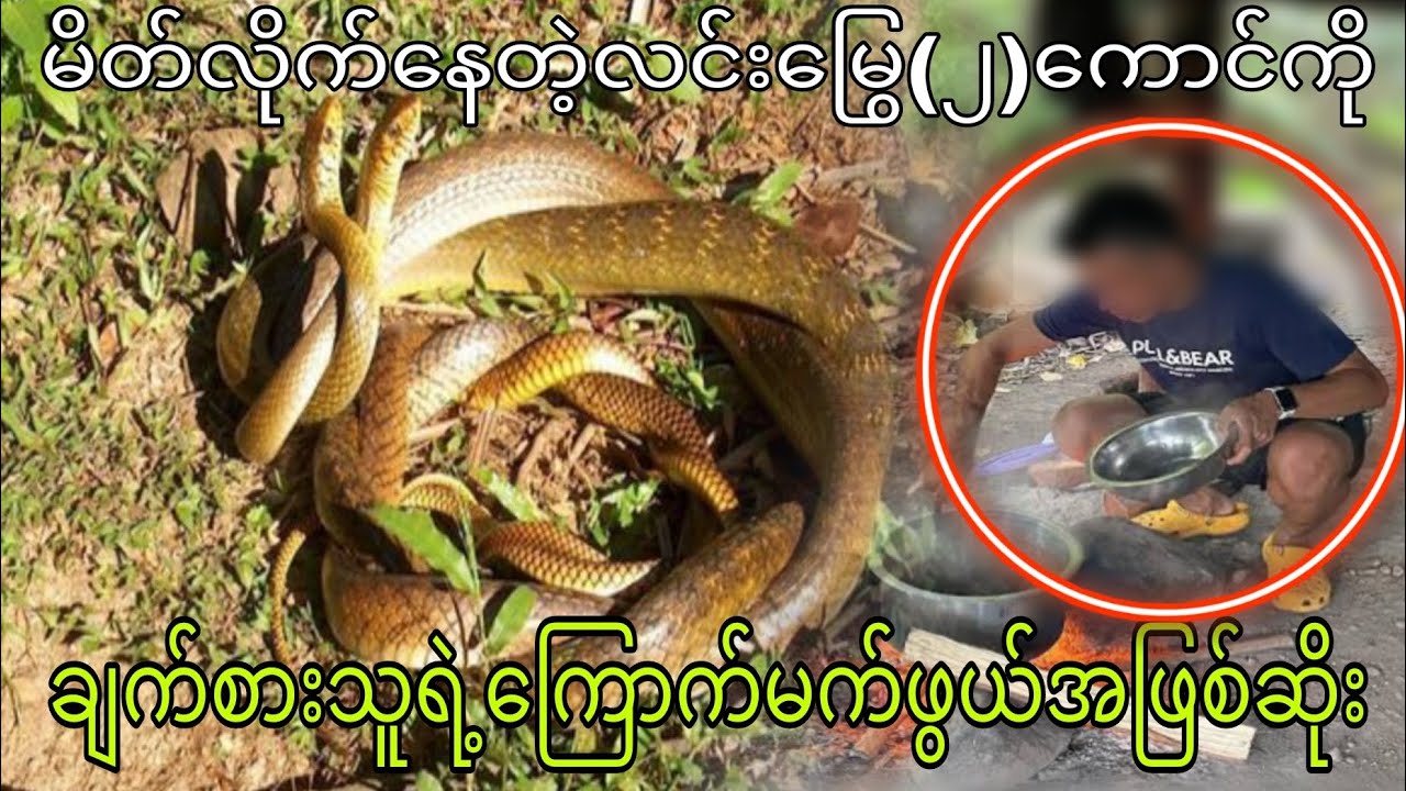 မိတ်လိုက်နေတဲ့လင်းမြွေနှစ်ကောင်ကိုချက်စား သူရဲ့ကြောက်မက်ဖွယ်အဖြစ်ဆိုး