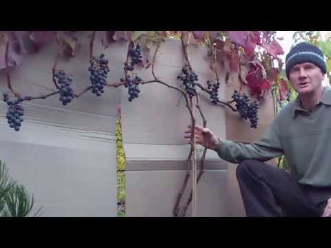 Wideo: Przechowujemy winogrona w domu do Nowego Roku