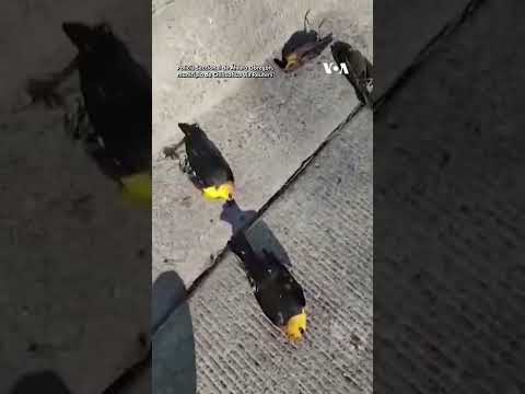 Video: Apakah burung hitam berkepala kuning bermigrasi?