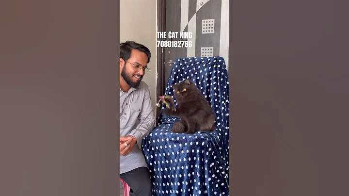 Video 11164221: persian cat black male, persian cat playing black, quality persian cat, persian cat love