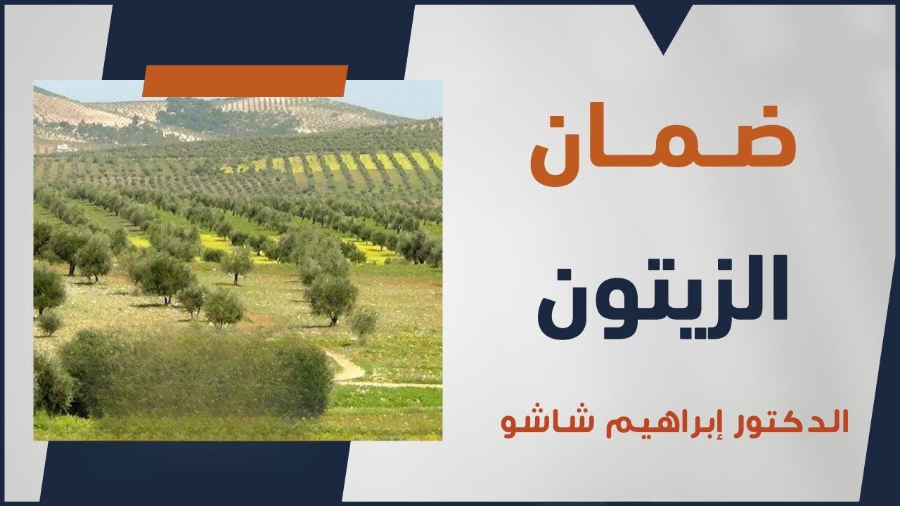 أحكام ضمان الزيتون ، الحلقة (63)