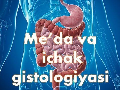 Me&rsquo;da va ichak gistologiyasi